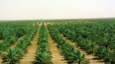 مسؤول سعودي الناتج المحلي الزراعي للبلاد يحقق أعلى مساهمة في تاريخه